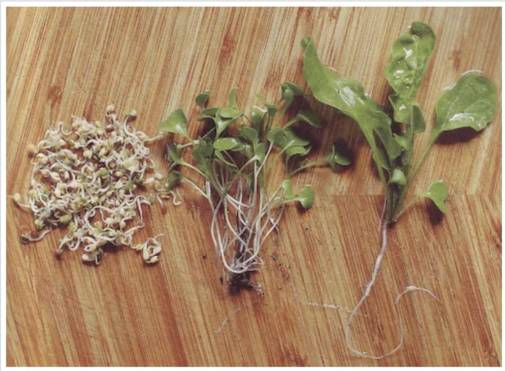 Three growth stages: sprout, microgreen, mature vegetable